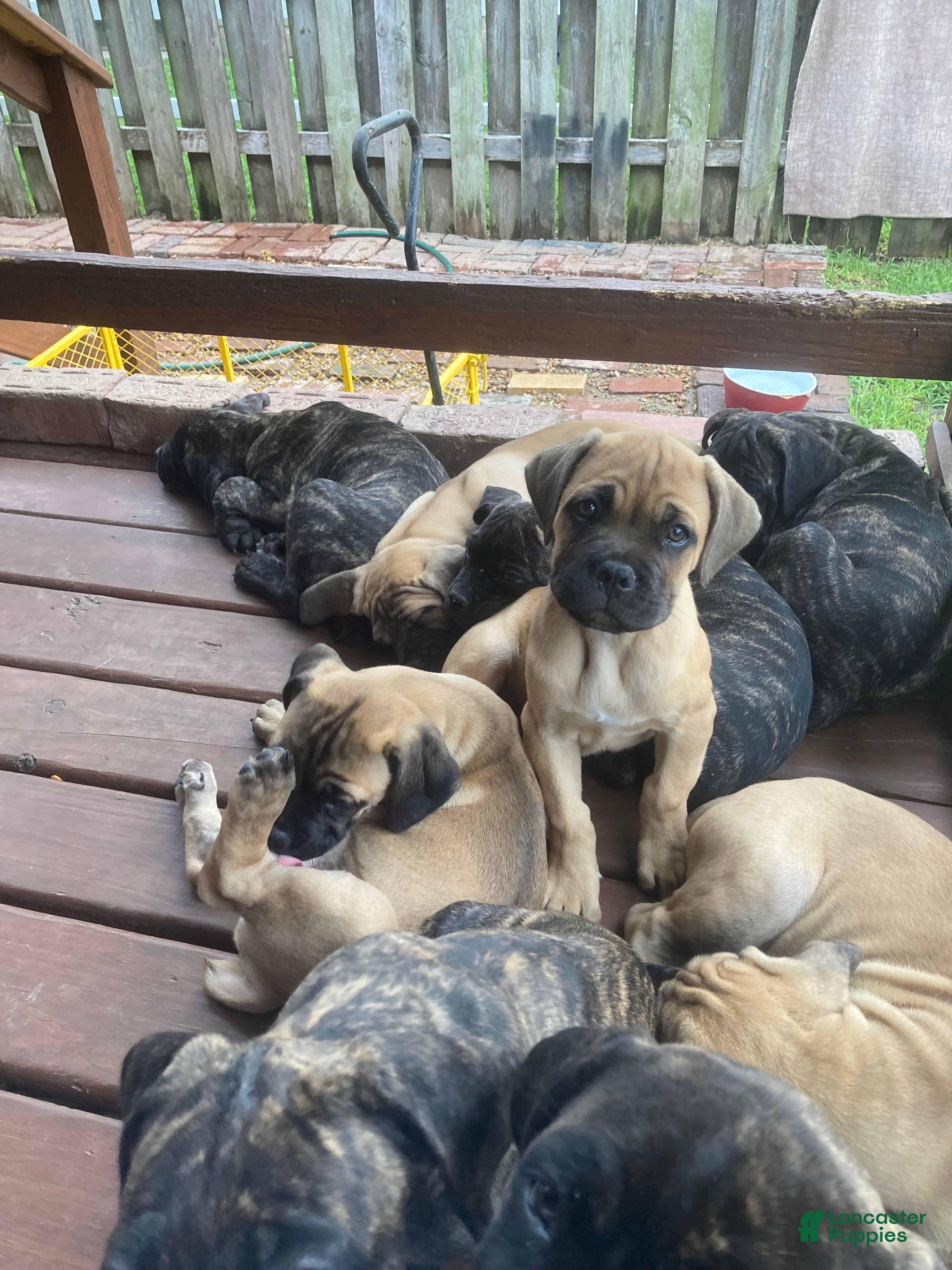 Cane Corso dogs Cane Corso 10 - Ad 2