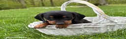Miniature Dachshund dogs for sale: Hiram - Ad 3
