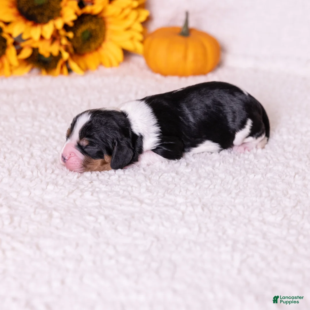 Cavalier King Charles Spaniel dogs for sale: Eden - Ad 2