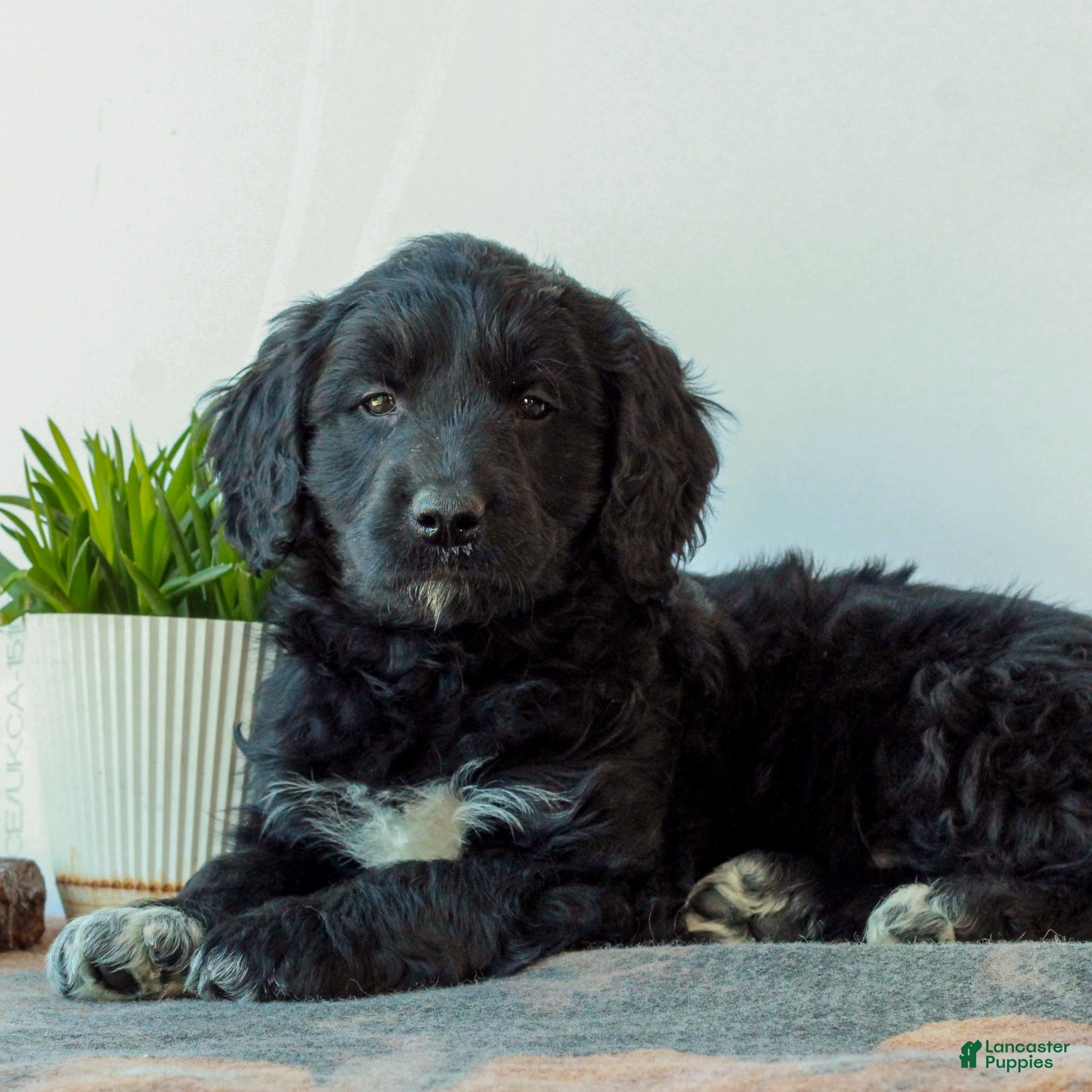 Mini Goldendoodle dogs Brandon  - Ad 2