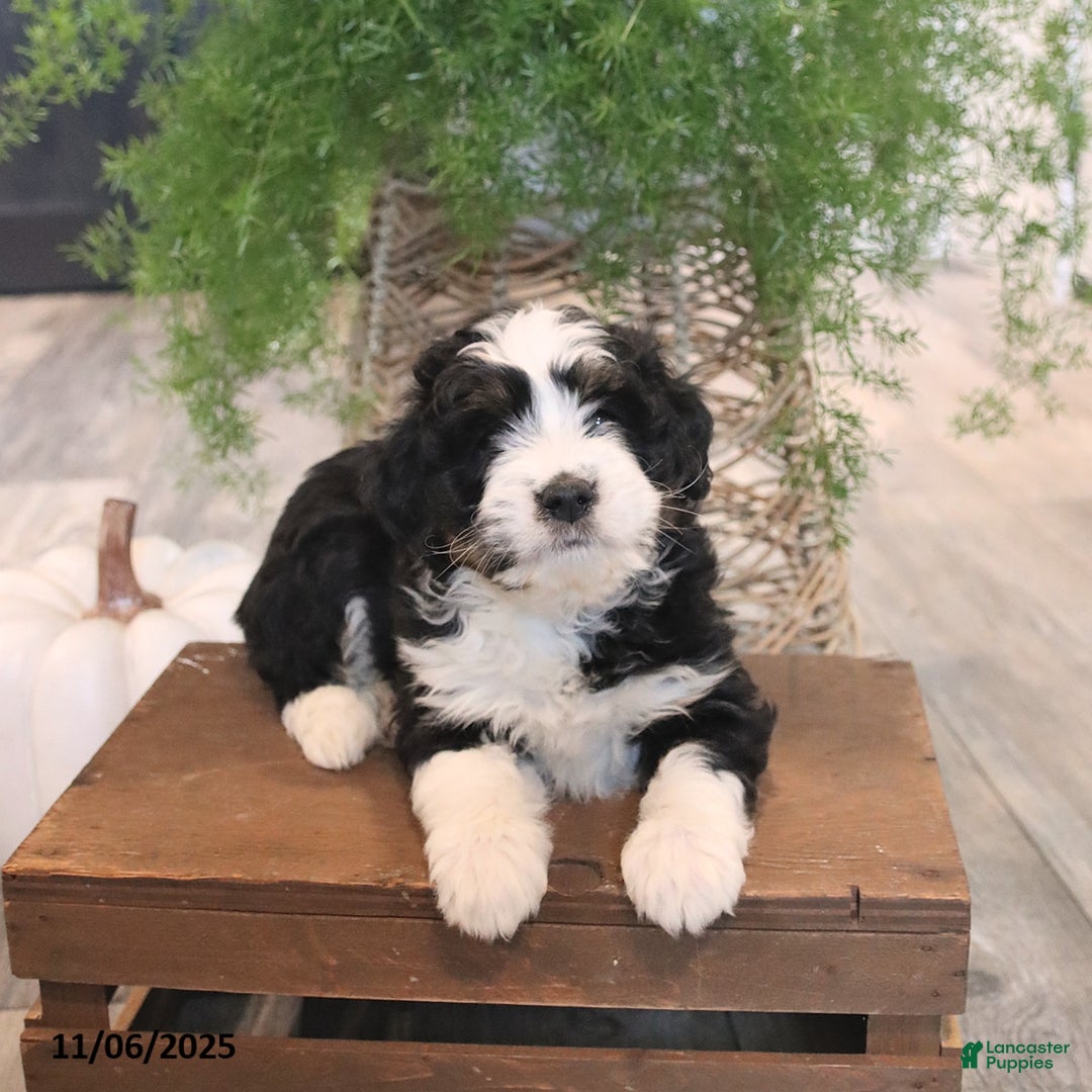 Mini Bernedoodle dogs for sale: Sugar - Ad 5