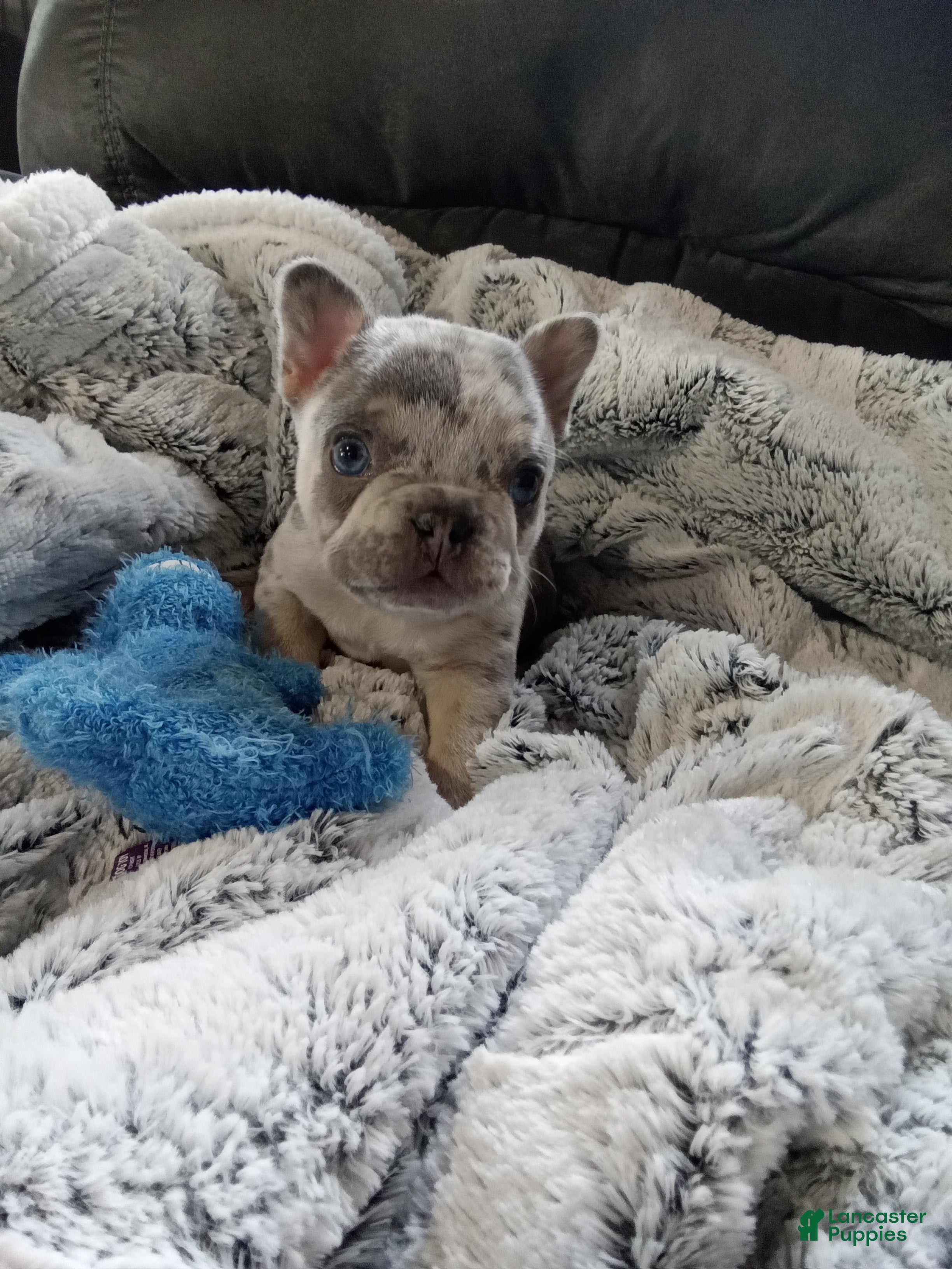 French Bulldog dogs for sale: Zane - Ad 1