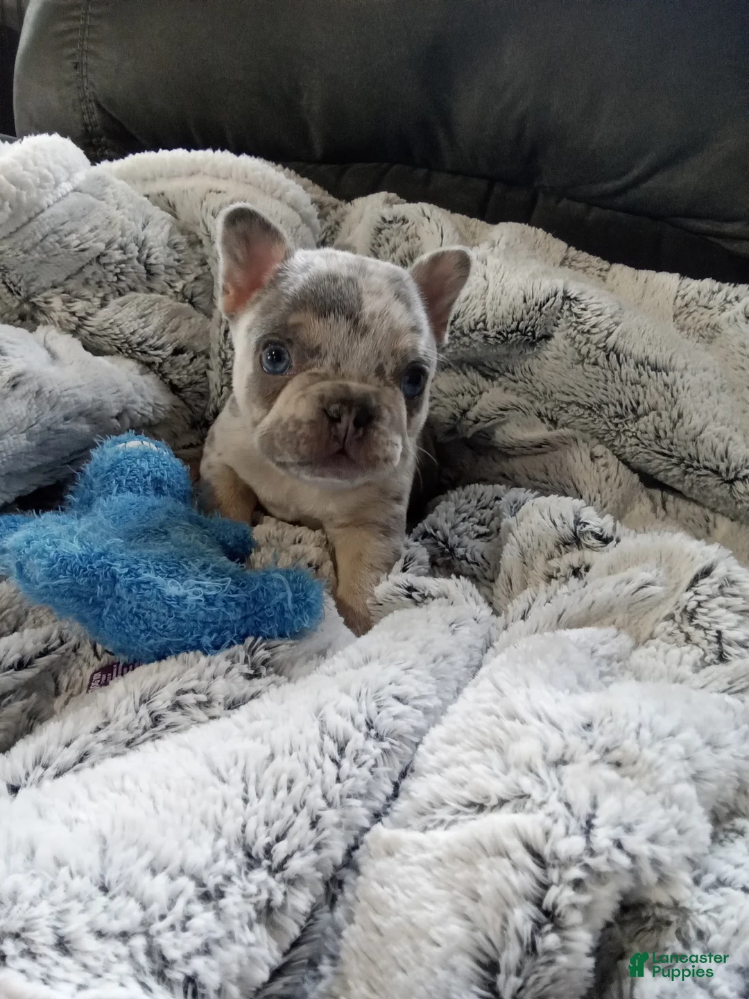 French Bulldog dogs for sale: Zane - Ad 1