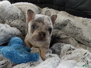 French Bulldog dogs for sale: Zane - Ad 1