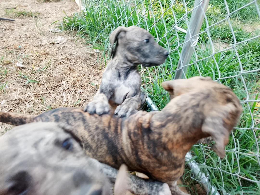 Great Dane dogs for sale: Great Dane 9 - Ad 2