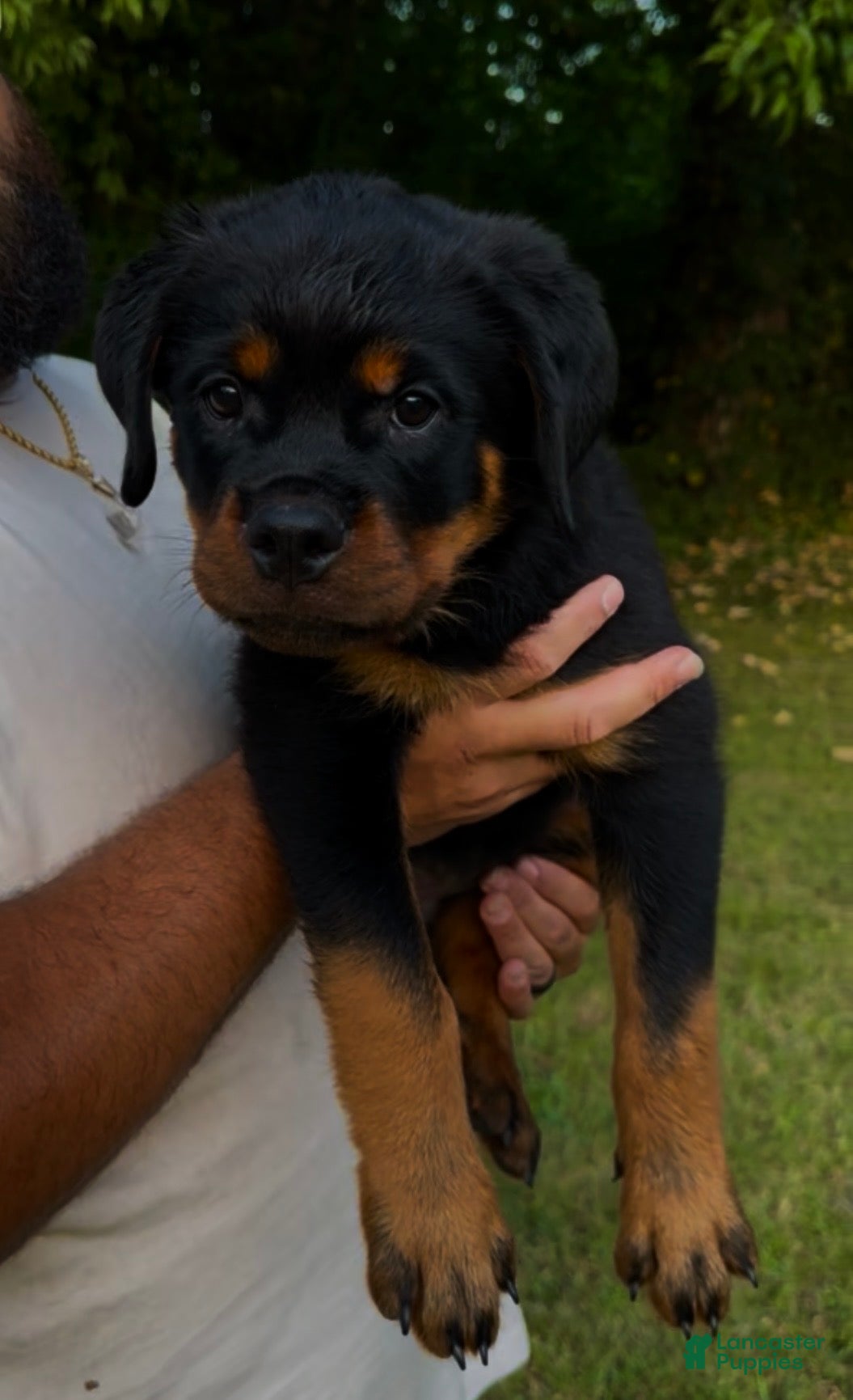 Rottweiler dogs Pink Collar Female - Ad 5