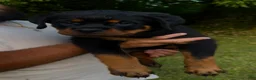 Rottweiler dogs for sale: Pink Collar Female - Ad 1
