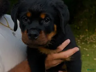 Rottweiler dogs Pink Collar Female - Ad 9