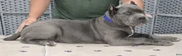 Cane Corso dogs for sale: Blue Boy - Ad 3