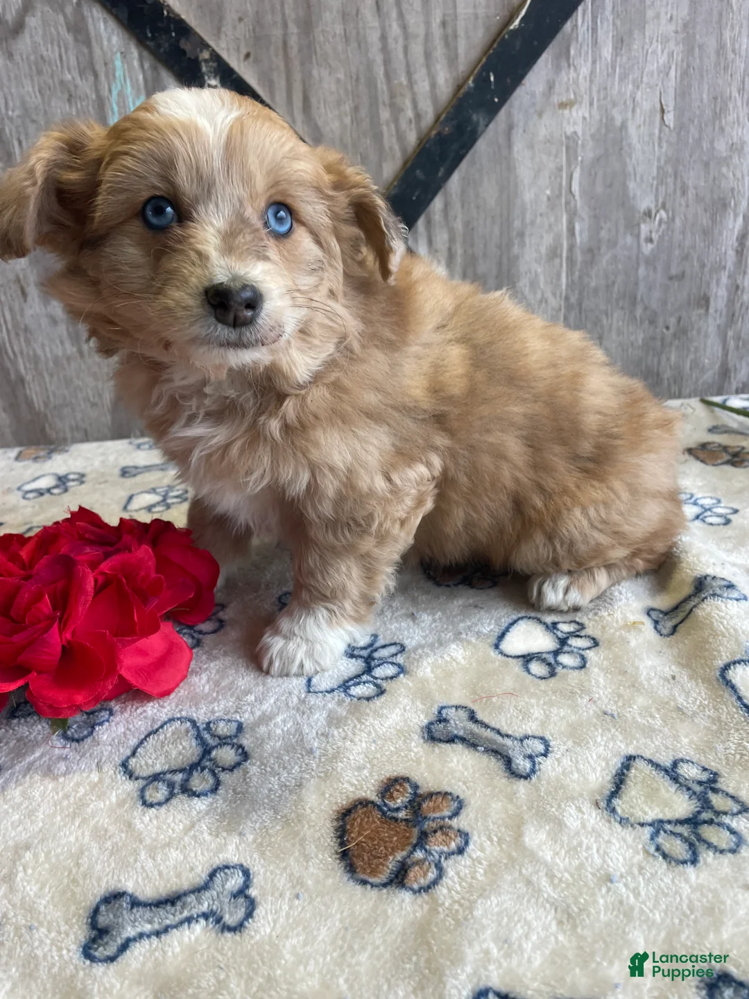 Corgipoo dogs for sale: Fiona - Ad 2