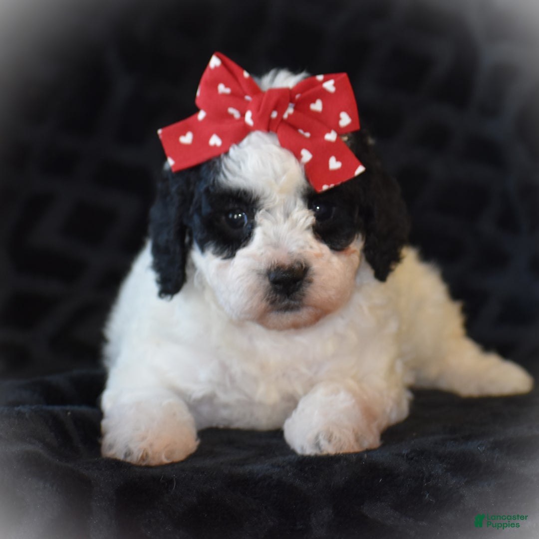 Miniature Poodle dogs for sale: Zandra - Ad 8