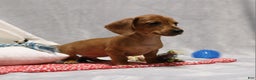 Miniature Dachshund dogs for sale: Peanut - Ad 7
