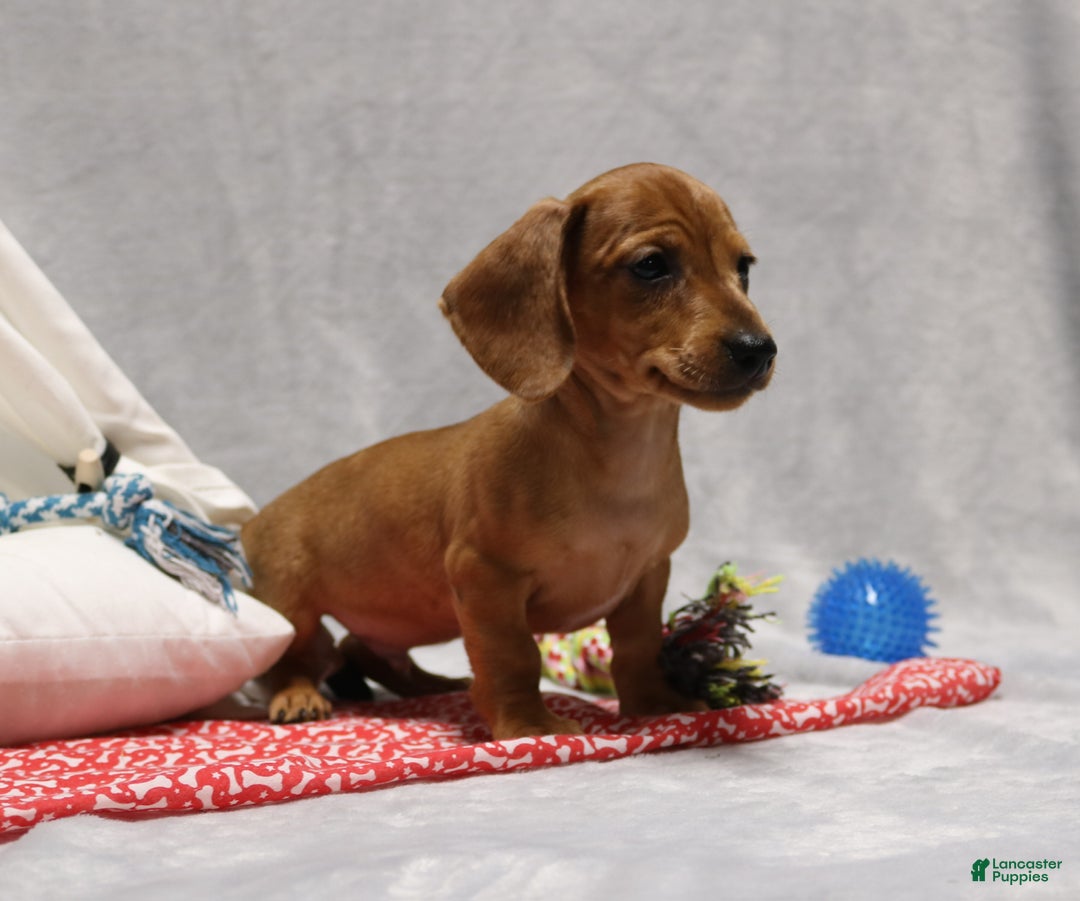 Miniature Dachshund dogs for sale: Peanut - Ad 7