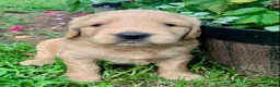 Goldendoodle dogs for sale: Coby - Ad 4