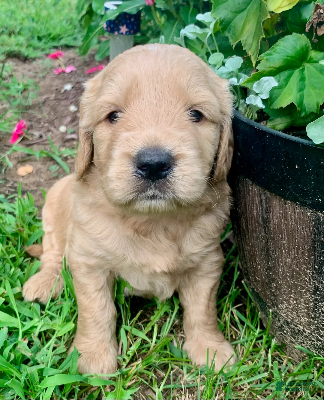 Goldendoodle dogs for sale: Coby - Ad 4
