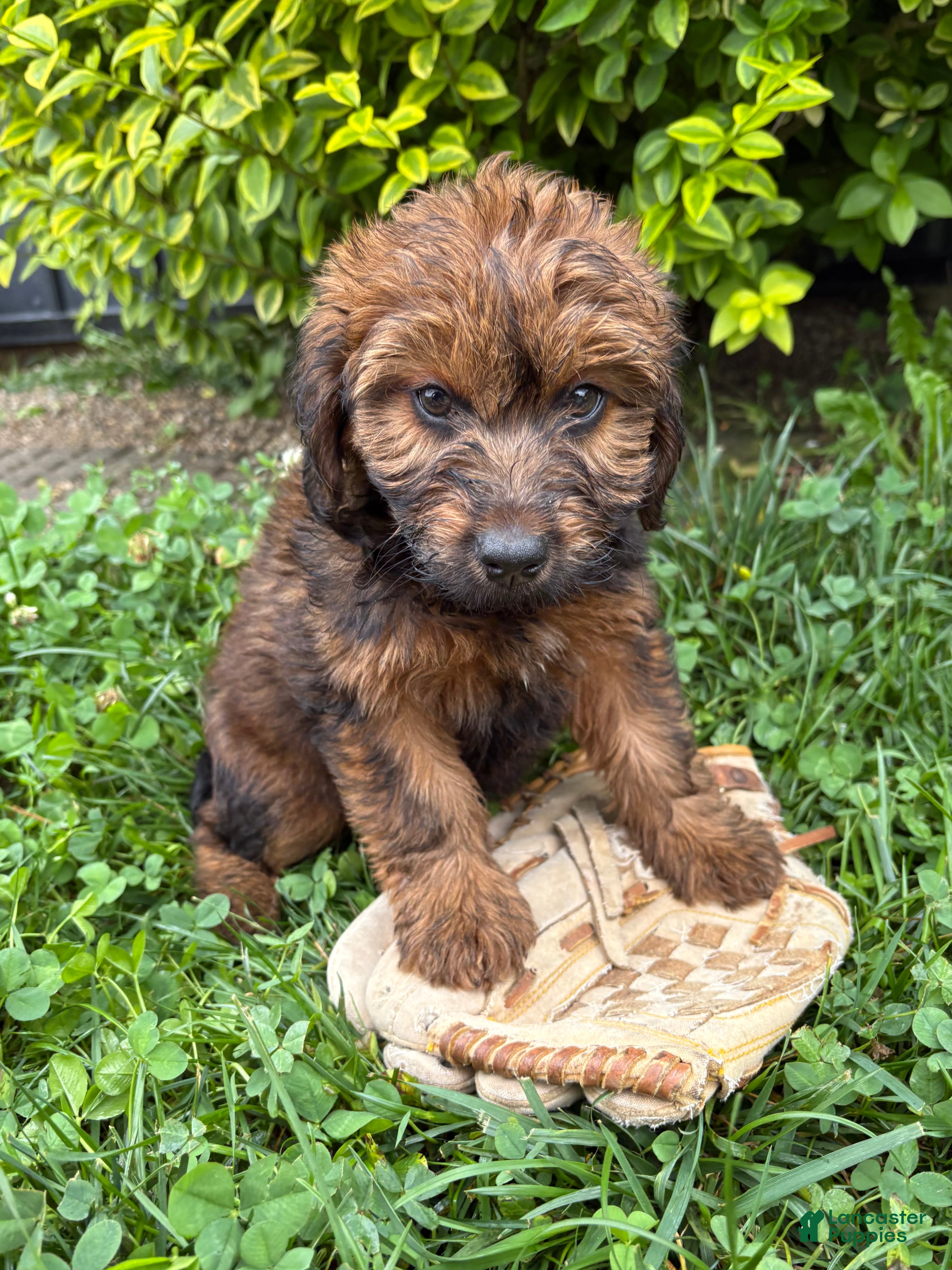 Whoodle dogs Mia - Ad 1