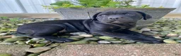 Cane Corso dogs for sale: Janelle - Ad 5