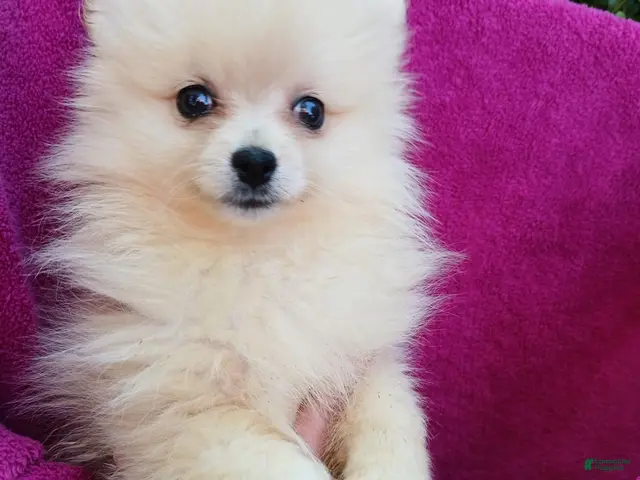 Pomeranian dogs for sale: Sugar Cookie - Ad 1