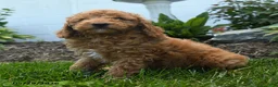 Mini Goldendoodle dogs for sale: Napoleon - Ad 3
