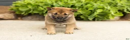 Shiba Inu dogs for sale: Brent  - Ad 3