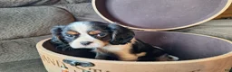 Cavalier King Charles Spaniel dogs for sale: Wesley - Ad 5