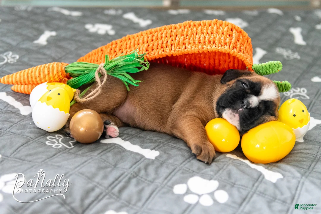 Boxer dogs for sale: Boxer Puppy 4 - Ad 2