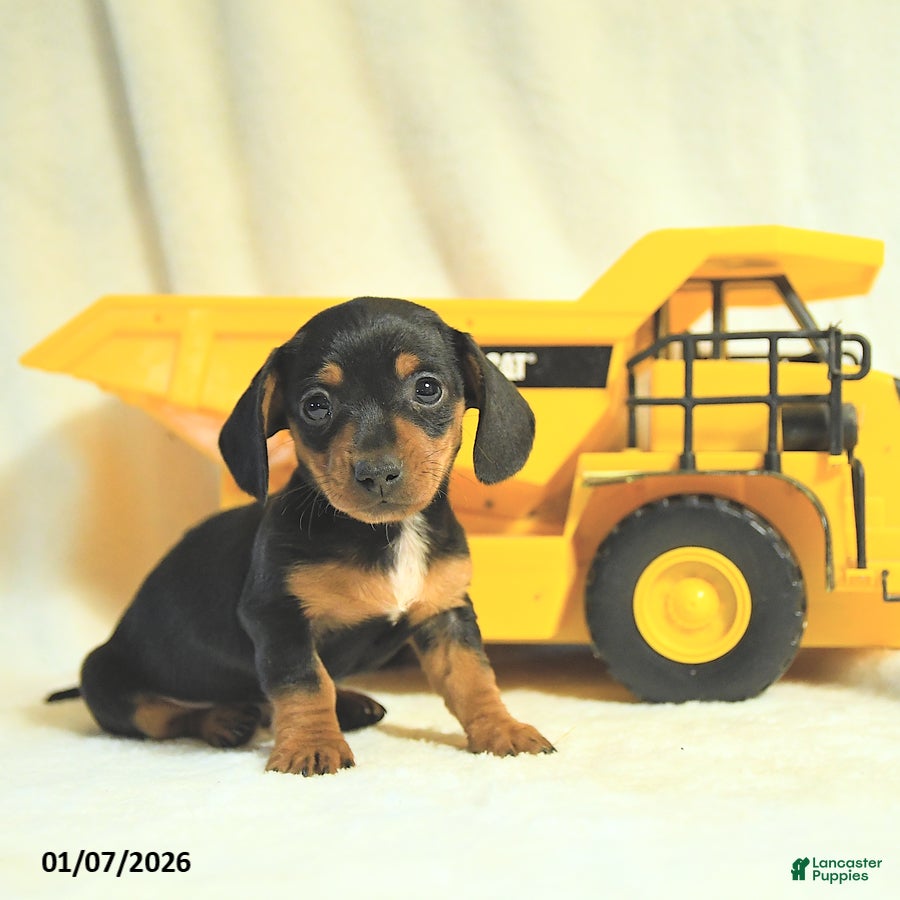 Miniature Dachshund dogs Dainty - Ad 10