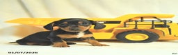 Miniature Dachshund dogs for sale: Dainty - Ad 1