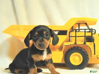 Miniature Dachshund dogs Dainty - Ad 36