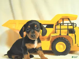 Miniature Dachshund dogs Dainty - Ad 34