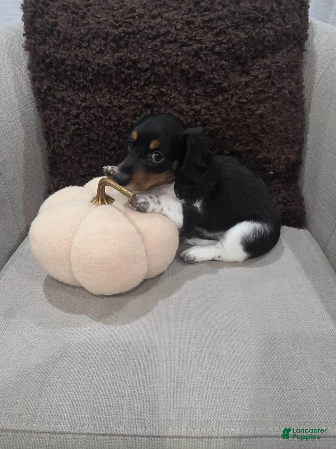 Miniature Dachshund dogs for sale: Mia - Ad 2