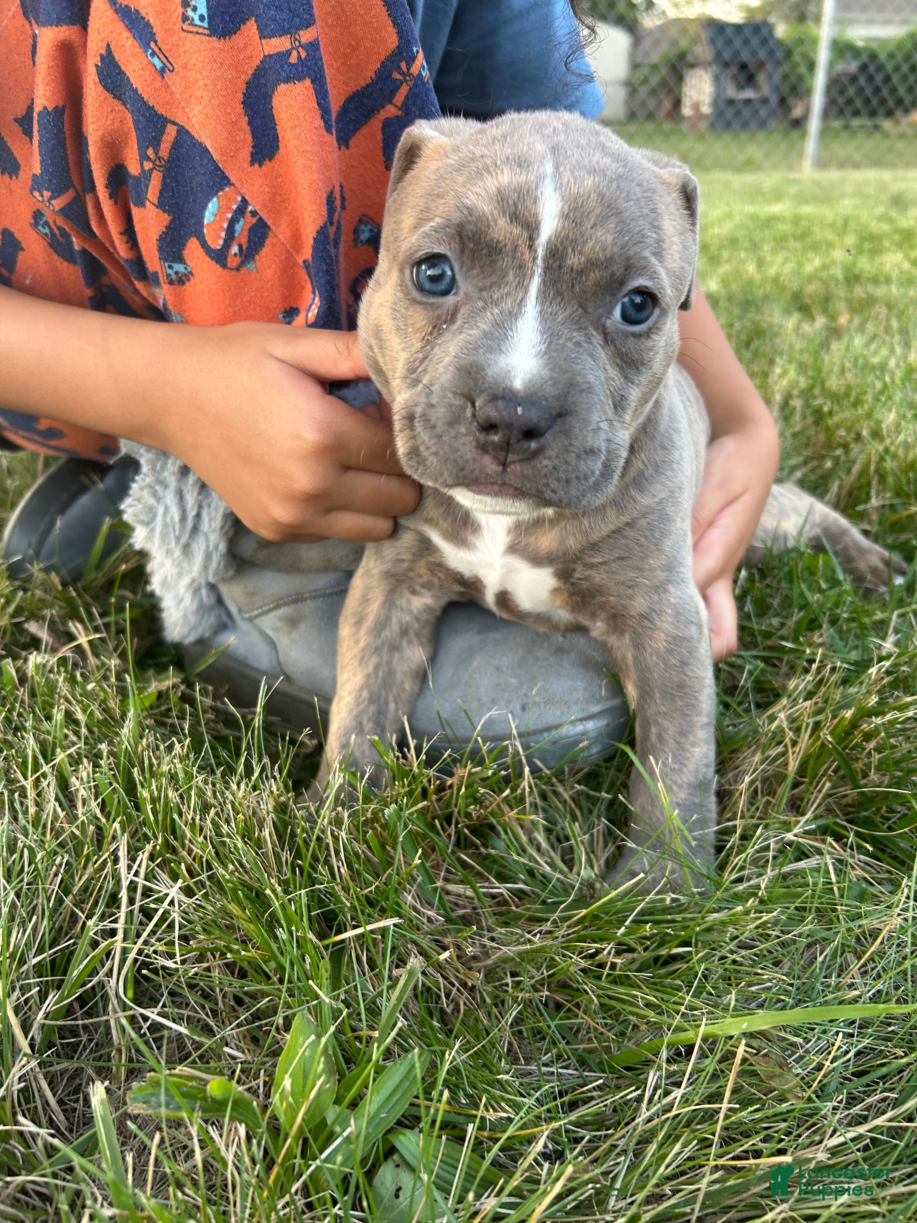 Mixed Breed dogs Brendel female - Ad 5