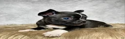 Mixed Breed dogs for sale: Mr. Theo - Ad 9