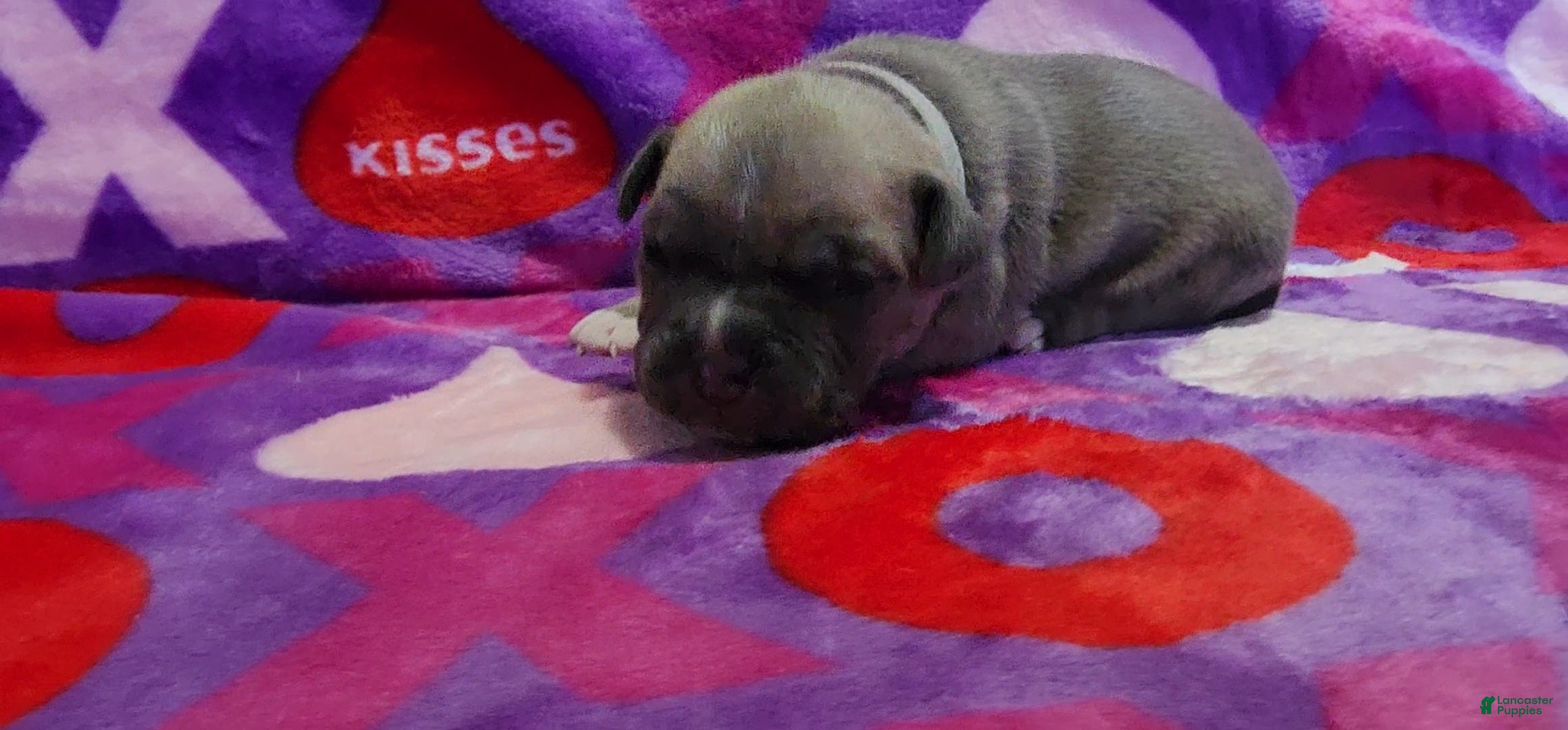 American Bully dogs January - Ad 41