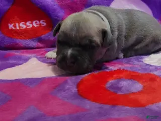American Bully dogs January - Ad 41