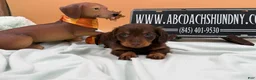 Miniature Dachshund dogs for sale: Miniature Dachshund 2 - Ad 3