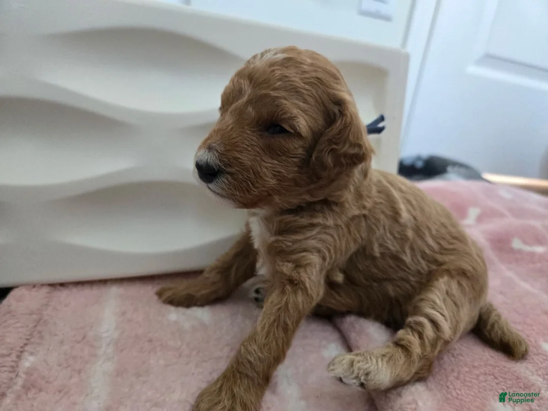 Miniature Poodle dogs for sale: Trixie - Ad 1