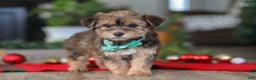 Morkie dogs for sale: Buddy - Ad 6