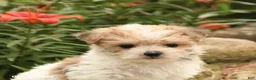 Morkie dogs for sale: Fudge - Ad 4