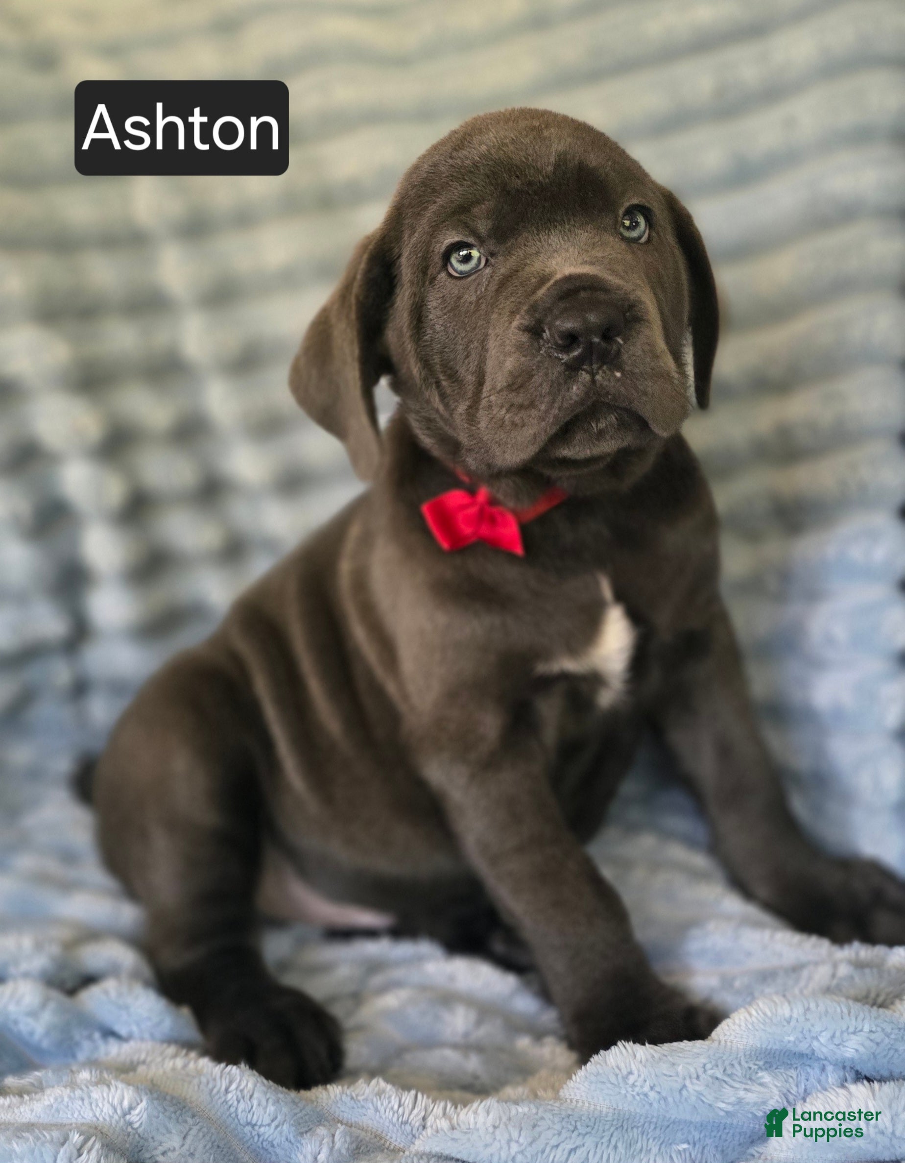 Cane Corso dogs Ashton - Ad 2