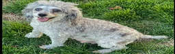 Miniature Poodle dogs for sale: Albert Miniature Poodle Puppy  - Ad 12