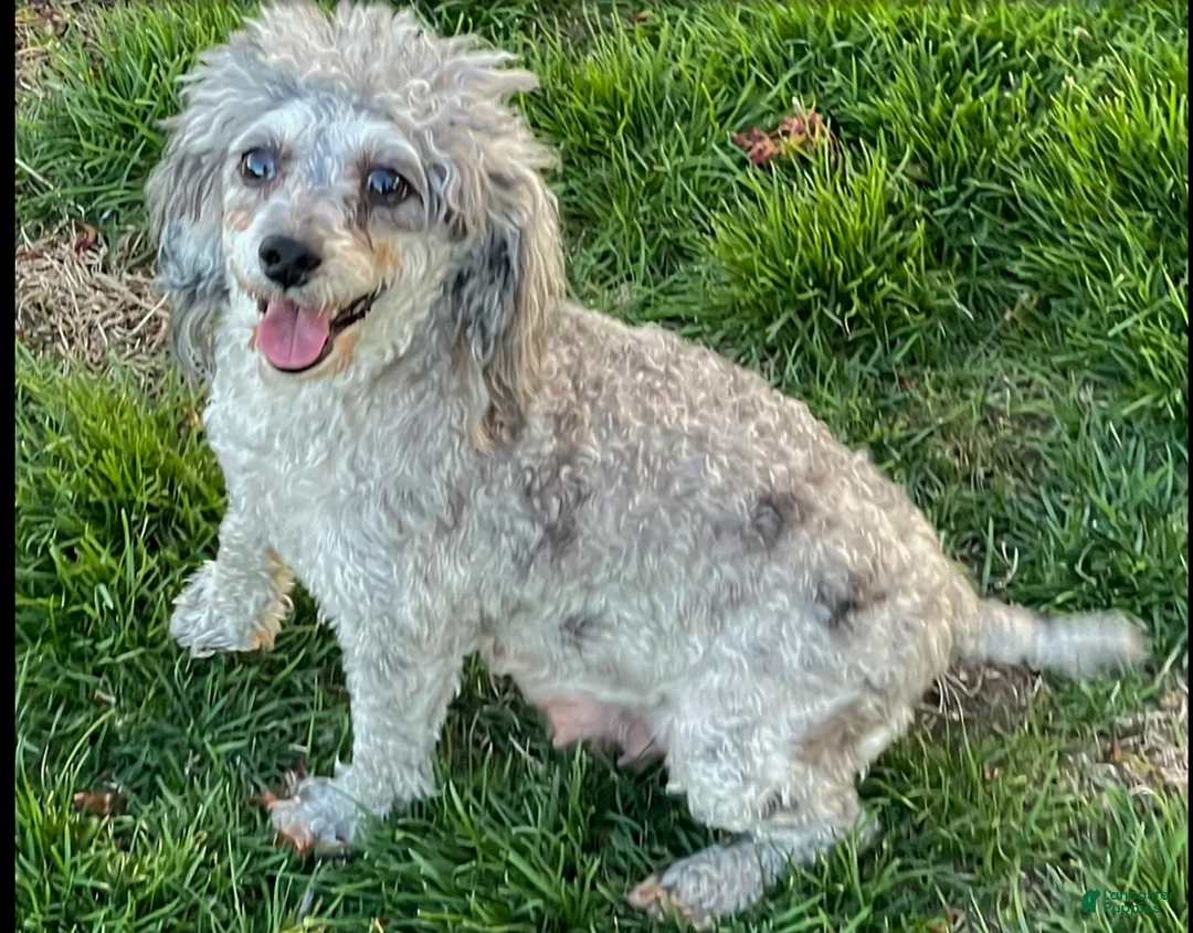 Miniature Poodle dogs for sale: Albert Miniature Poodle Puppy  - Ad 12
