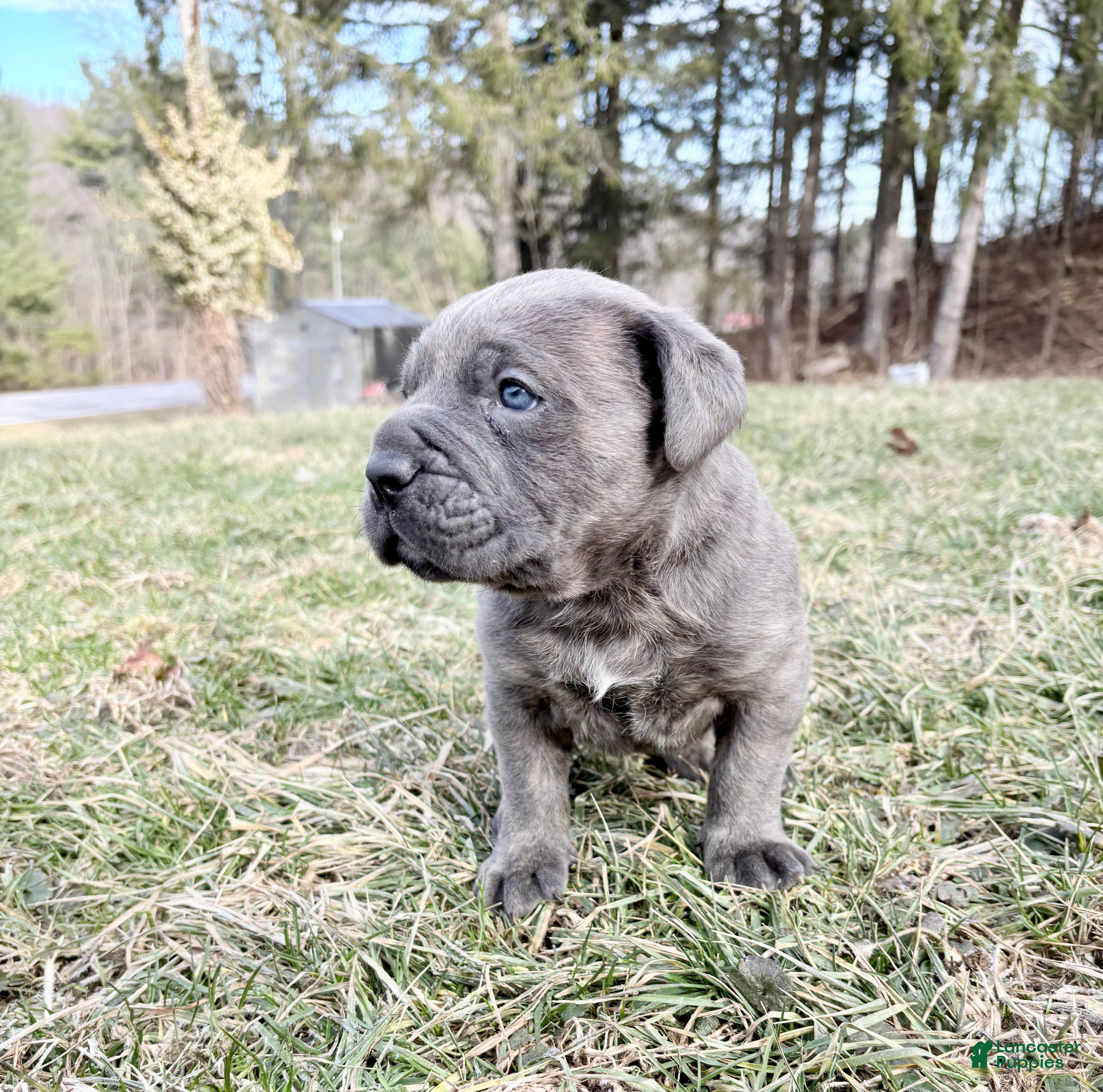Cane Corso dogs Cane Corso Puppy 1 - Ad 2
