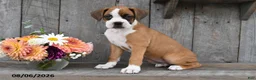 Boxer dogs for sale: Gracie - Ad 1