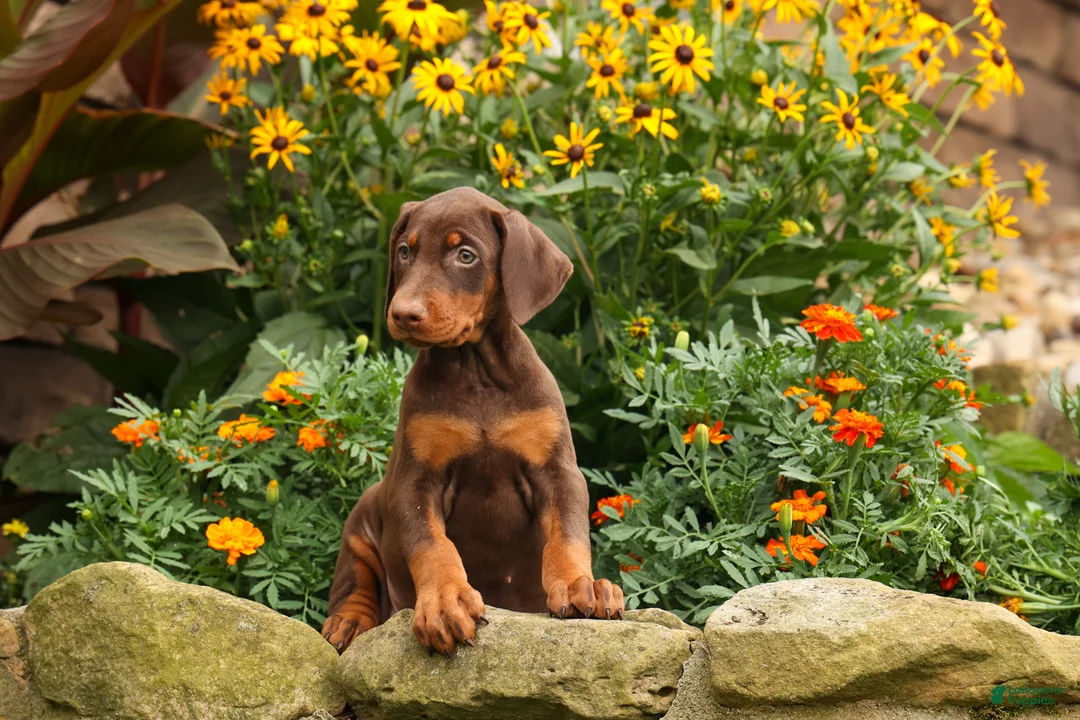 Doberman Pinscher dogs for sale: DIXIE - Ad 2