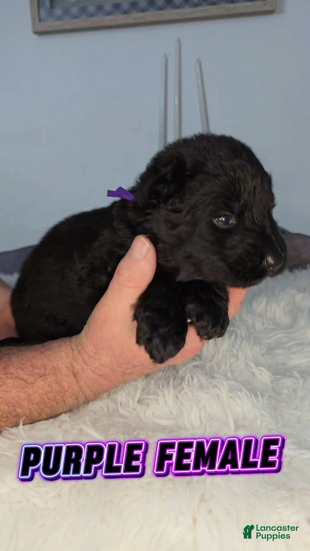 German Shepherd dogs for sale: Solid Black long hair Female Purple  - Ad 2