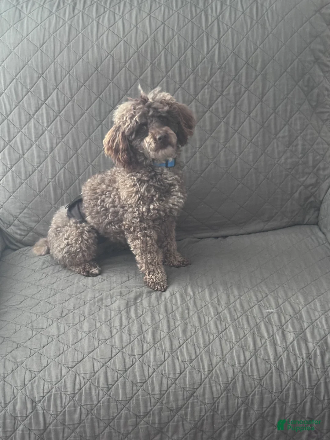 Miniature Poodle dogs for sale: Miniature Poodle Puppy 1 - Ad 3