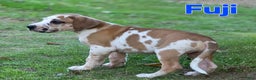 Great Dane dogs for sale: Fuji - Ad 4