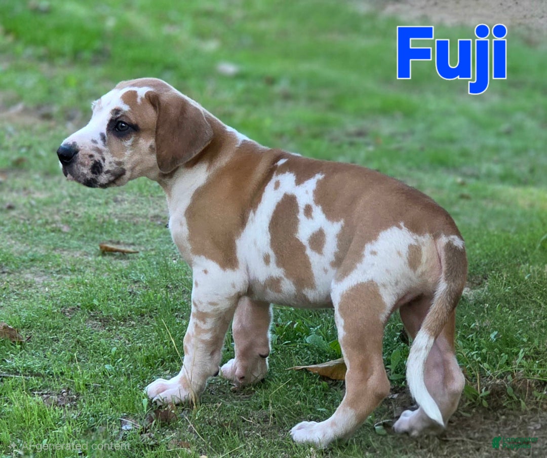 Great Dane dogs for sale: Fuji - Ad 4