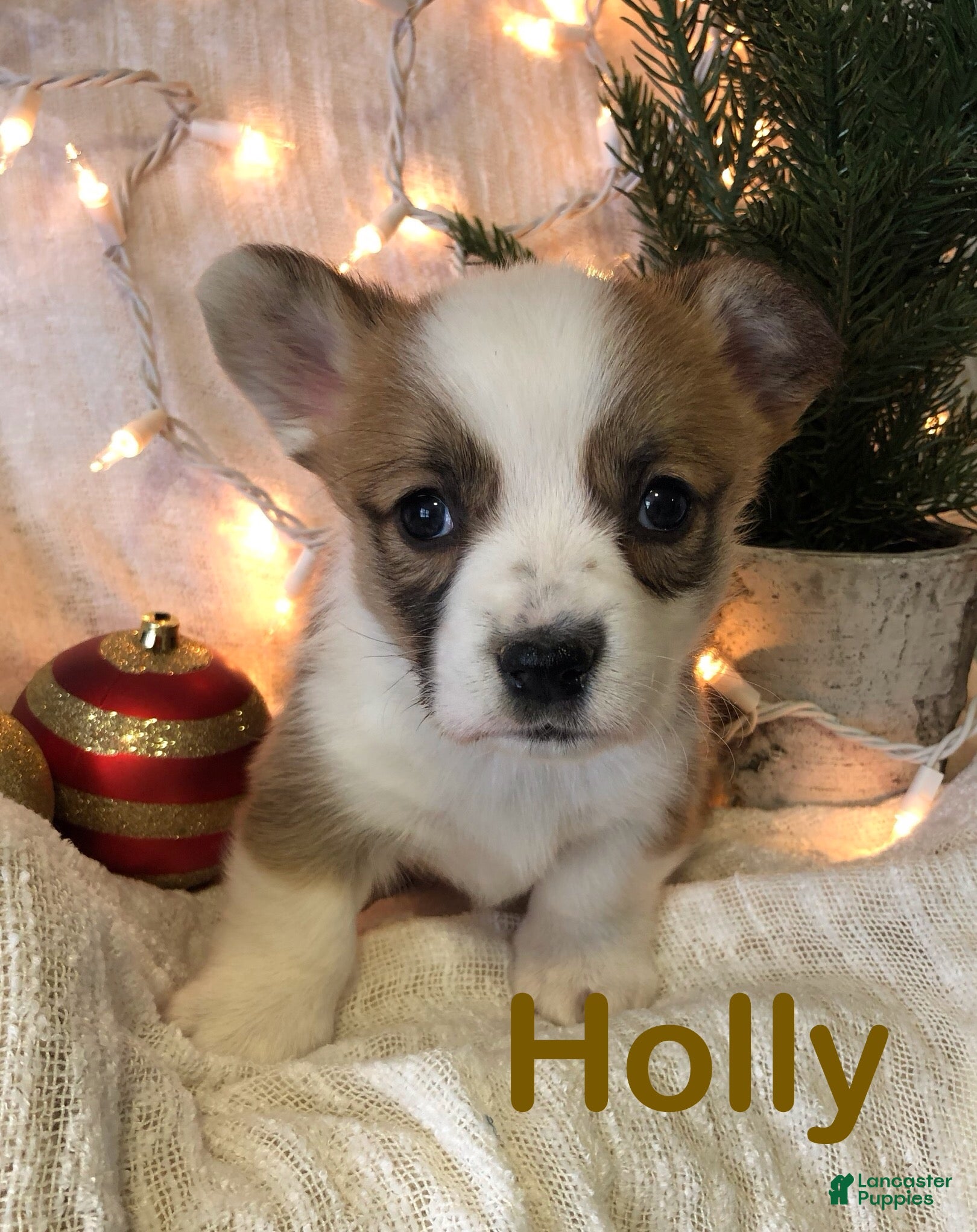 Welsh Corgi Pembroke dogs Holly - Ad 33